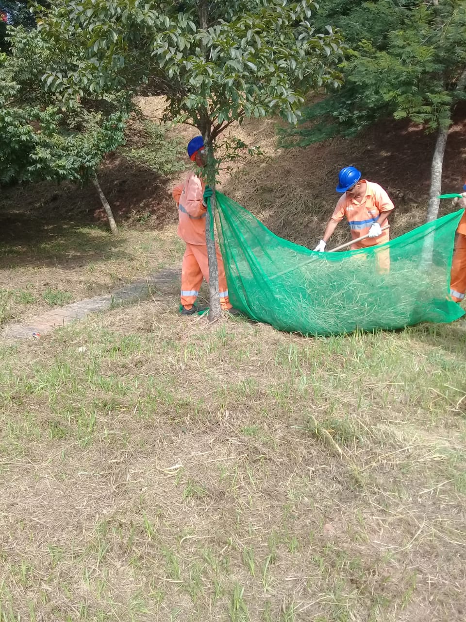 2 funcionários da Prefeitura, de uniformes laranjas e capacetes azuis, recolhem com uma lona a grama cortada.